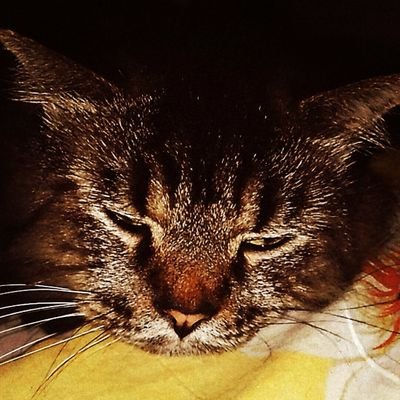 fnh97__'s profile picture. ~~nothing special~~