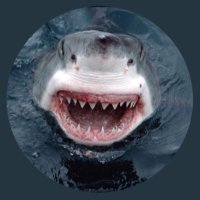 Sharklady 🦈(@Sharklady57) 's Twitter Profile Photo