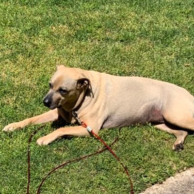 Lucy is a cool dog. #lufc. Native of Atlanta (still living here). fully vaxxed Moderna dude. BOOSTED. BRIARLAKE Elementary, LHS & UGA grad.