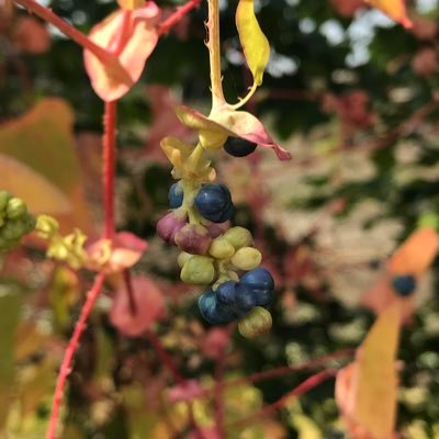 TomYo96689045's profile picture. 