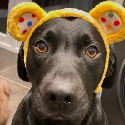 DaveWarner5's profile picture. made in