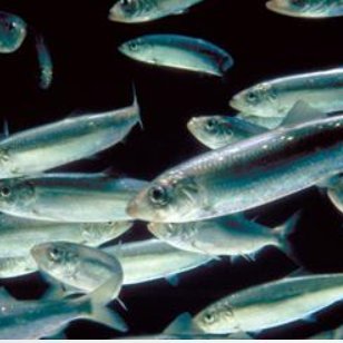 Understanding ecology and sustainable management of small pelagic fish through coordinated global research efforts. 7-11 Nov 2022, Lisbon, PT, #SPFSymposium2