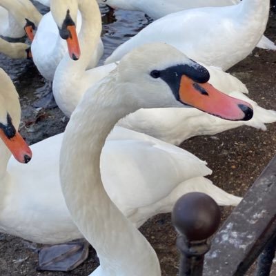 Karengriff379's profile picture. Irish living in London, loves food , travel and wildlife☘️🎉☘️