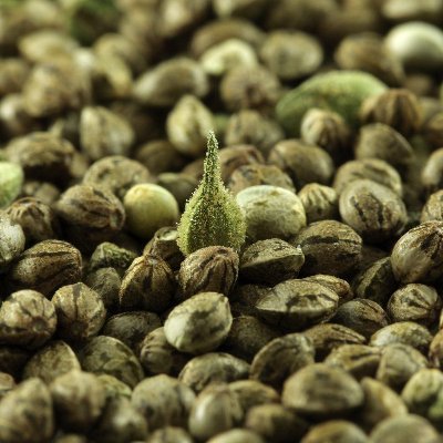 Northcountryse1's profile picture. https://t.co/CwQ72IpR3w