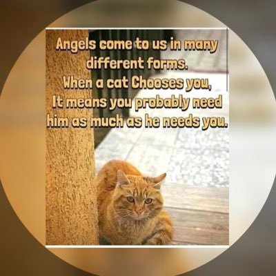 CatsDogsmatter2 Profile Picture