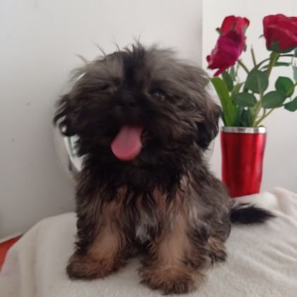 I'm 3 months old princess ShihTzu
A playful,loyal, friendly sweet puppy.
month of October,my weight is 1.4 kl
Enjoy your day guys.Dont forget to smile🥰