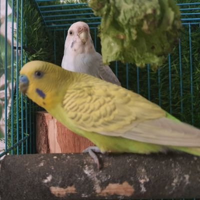 Its all about budgies birds.follow us on YouTube https://t.co/EQSjhIcfc9.