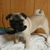 パグのゴン吉 (@gonkichipug) Twitter profile photo パグのゴン吉 (@gonkichipug) Twitter profile photo