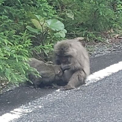 絵の資料用に徘徊したり、いいねしたりRTしたり…。

赤月ゆに様推しだった人。
とりあえず好きなことを呟いています。
どうぞよろしくお願いいたしますm(__)m