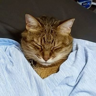 にゃもこすさんのプロフィール画像