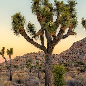 Joshua McTree Profile