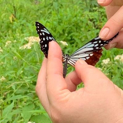 動物や蛙や昆虫や自然が大好き。趣味はスキー(志賀高原に出没)。K-POPにハマり中。保育士してます。