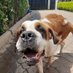 K9 Puppy Love (@k9puppylove) Twitter profile photo K9 Puppy Love (@k9puppylove) Twitter profile photo