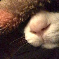 やわらか仕上げ@みーたん (@sapmiitan1) 's Twitter Profile