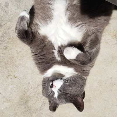 icy_wan9's profile picture. 🐬