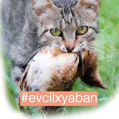 TR'de kedi-köpek ve yaban hayatı etkileşiminin araştırıldığı Vatandaş Bilimi çalışması resmi twitter hesabıdır. #EvcilXYaban