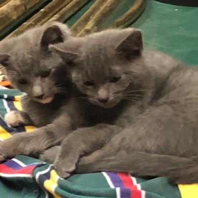 #BLACK LIFES MATTER Democrat,retired,Father,Grandfather,Great-grandfather#Adoptdogsandcats # HATETRUMP. 🌈🎼🥁🚲🏴☠️