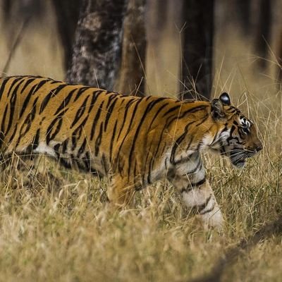 eyeOfTheTiger_n's profile picture. 