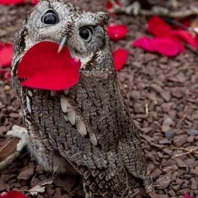 zsuzyq's profile picture. Life long Democrat | Men, - NOT interested! | Love 🐈 quiet, 🦉⛰️ netflix, hula. X-factor. Follow me, I follow back | #VoteBlue  | #Resist 🇺🇸#SaveFlintChallenge