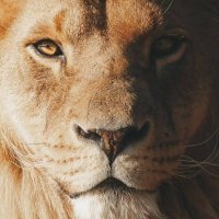 Dastan (@mechbisavad9881) 's Twitter Profile