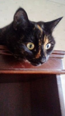 DesmondDixon14's profile picture. 