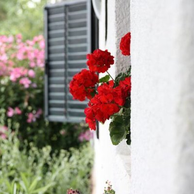 Likes red geraniums