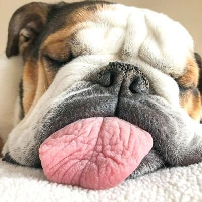 ichaquetas's profile picture. 