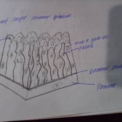 Dobesil2's profile picture. a biology and nursing tutor and researcher