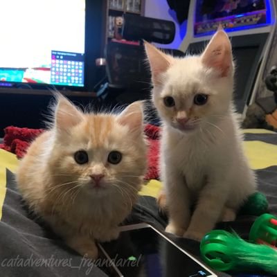 We're (Philip J) Fry and Ariel (Simpson). 2/triplets who love playing fetch and kitty video games. Check out our instastory...