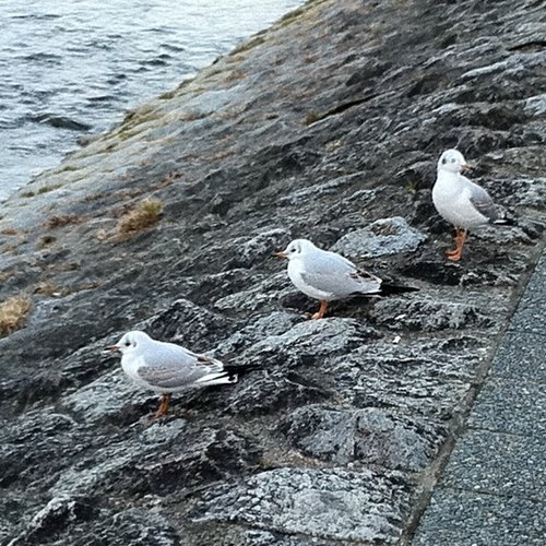 gutsishinaka's profile picture. PT/NSCA-CSCS.CPT/Shooto/MMA/Rugby