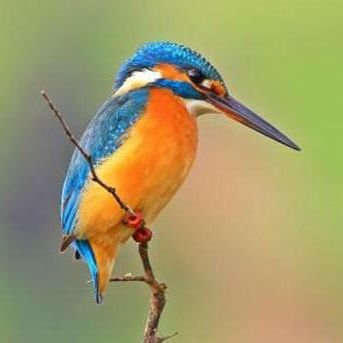 Kingfis52575096's profile picture. 