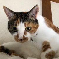 セブン (@lrsc0gzlxs7qwzm) 's Twitter Profile