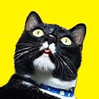 のら (@takuanninja) 's Twitter Profile Photo