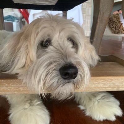 olivia_fries's profile picture. 