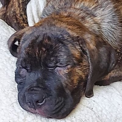 Human89845524's profile picture. Likes cars, Likes food, Likes games