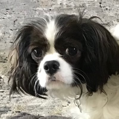 cavamom Profile