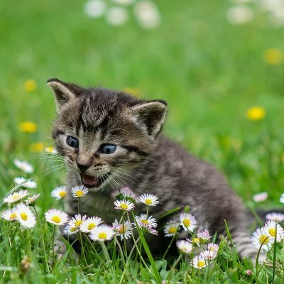 絶叫 可愛すぎる動物動画 على تويتر 全自動 靴下を回収してくれるボックス ネコ内蔵 可愛い猫 絶叫 可愛すぎる動物動画 على تويتر 全自動 靴下を回収してくれるボックス ネコ内蔵 可愛い猫
