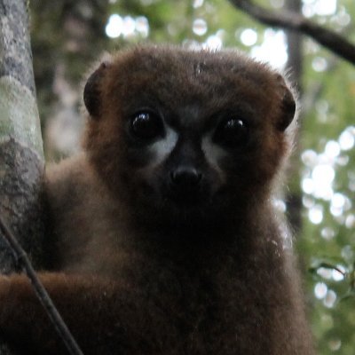 @stecot.bsky.social | Bio Anthropology | Primates | Conservation | Socioendocrinology | Madagascar | @LEEPUArizona | Infant Care | Dogs & Lemurs | She/Her