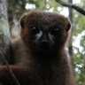 StaceyTecot's profile picture. @stecot.bsky.social |  Bio Anthropology | Primates | Conservation | Socioendocrinology | Madagascar | @LEEPUArizona | Infant Care | Dogs & Lemurs | She/Her