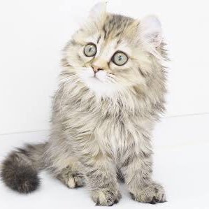 m_cat0502's profile picture. 🛁と🏩🚗³₃掛け持ちで働いてます。同業の方仲良くしてください。 ホスト興味無いです。名前は好きな漫画のキャラからとりました。