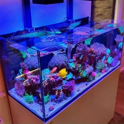 #CUSTOMAquarium
#Menjualsemuajenis&ukuranAquarium/Aquasecape#Decorasi#Reparasi#pembuatankolamikan#perawatan#Ikanhias#airlautairtawarDll 🐠 wa 083897751146