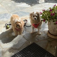 Millie, Mabel & Trixie Hamill(@HamillFurballs) 's Twitter Profile Photo