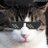 あーつ猫(Hotcat!)のアイコン