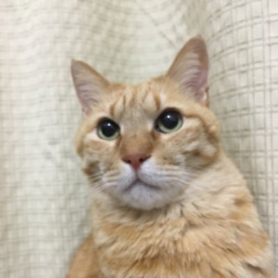 本業はIT系ですが、FORM@ RECORDS(@form_at_records)というマイナーなレーベル主宰。海外ではいまだに引き合いがあるので、海外向けに地味にやってます。
感性の合う音楽は何でも聴きます。映画好き。世界遺産、建築、美術好き。
★個人のアカウントは全然使って無かったけど、今後はなんか書きます(笑)