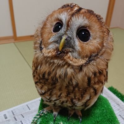 2020/8/22にお迎えしたモリフクロウの『ムック』男の子です🦉
よろしくお願いします✨