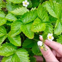 えり𓂃 𓈒𓏸𑁍 (@erimochi1717) 's Twitter Profile Photo