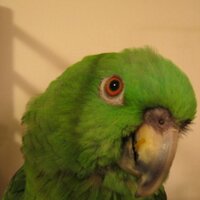 Bettina Willie Lab (@bwillie8) 's Twitter Profile