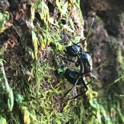 hunt_insect's profile picture. 昆虫色々。「あり巣 in underground」@inunderground1 スタッフ。このアカウントでの発言は個人的なものです。