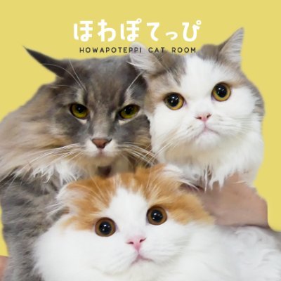 howapote_room's profile picture. ほわん💜ノルウェージャンフォレストキャット♀::
ぽてん💙短足ミヌエット♀::
ぴのん💛折れ耳スコティッシュ♀
monfeen presents