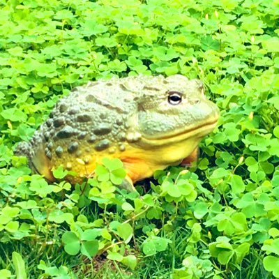 AFUUSILOVE's profile picture. アフリカウシガエルとツノガエルが好きな薬学生。